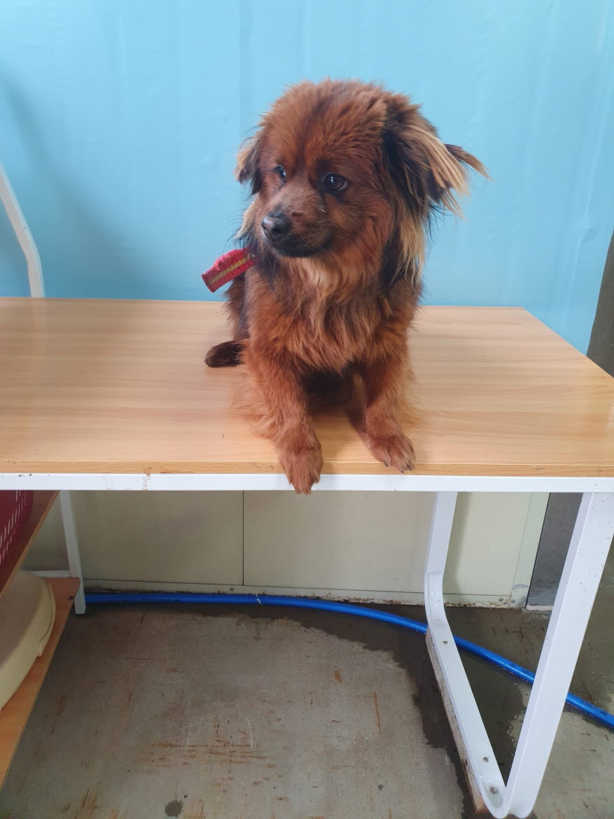 속초시유기동물보호소_442423202300144